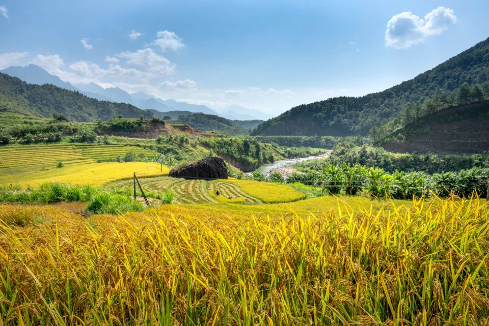 Lúa mới xay — hạt đều, sạch trấu, thơm — sau