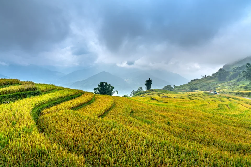Người làm việc tại vựa
