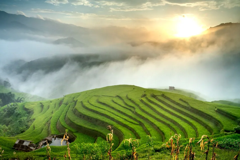 Gạo trắng thường — hạt nguyên, sạch tấm — sau